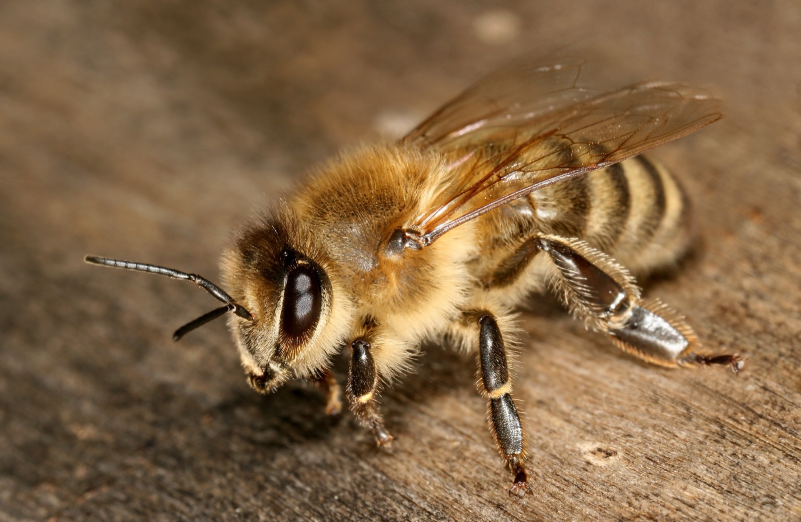 Honey bee (Apis mellifera) at the entrance to its hive